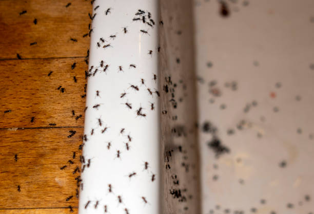 Best Affordable Pest Control Services  in Clover, SC