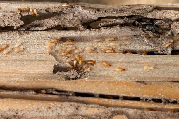 Professional Pest Control in Clover, SC