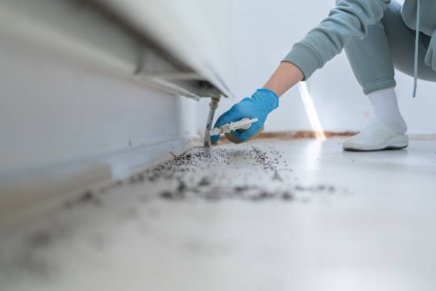 Best Local Pest Control Services  in Clover, SC
